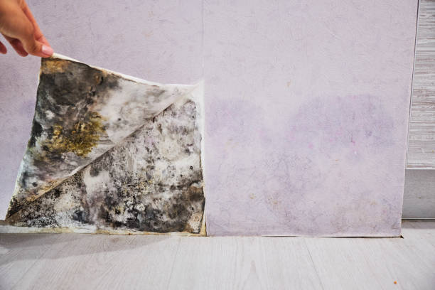 Best Bathroom Mold Remediation in Washington, GA
